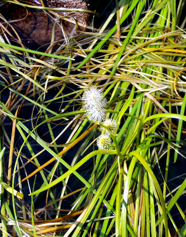 Sparganium angustifolium Michx. Coltellaccio natante.